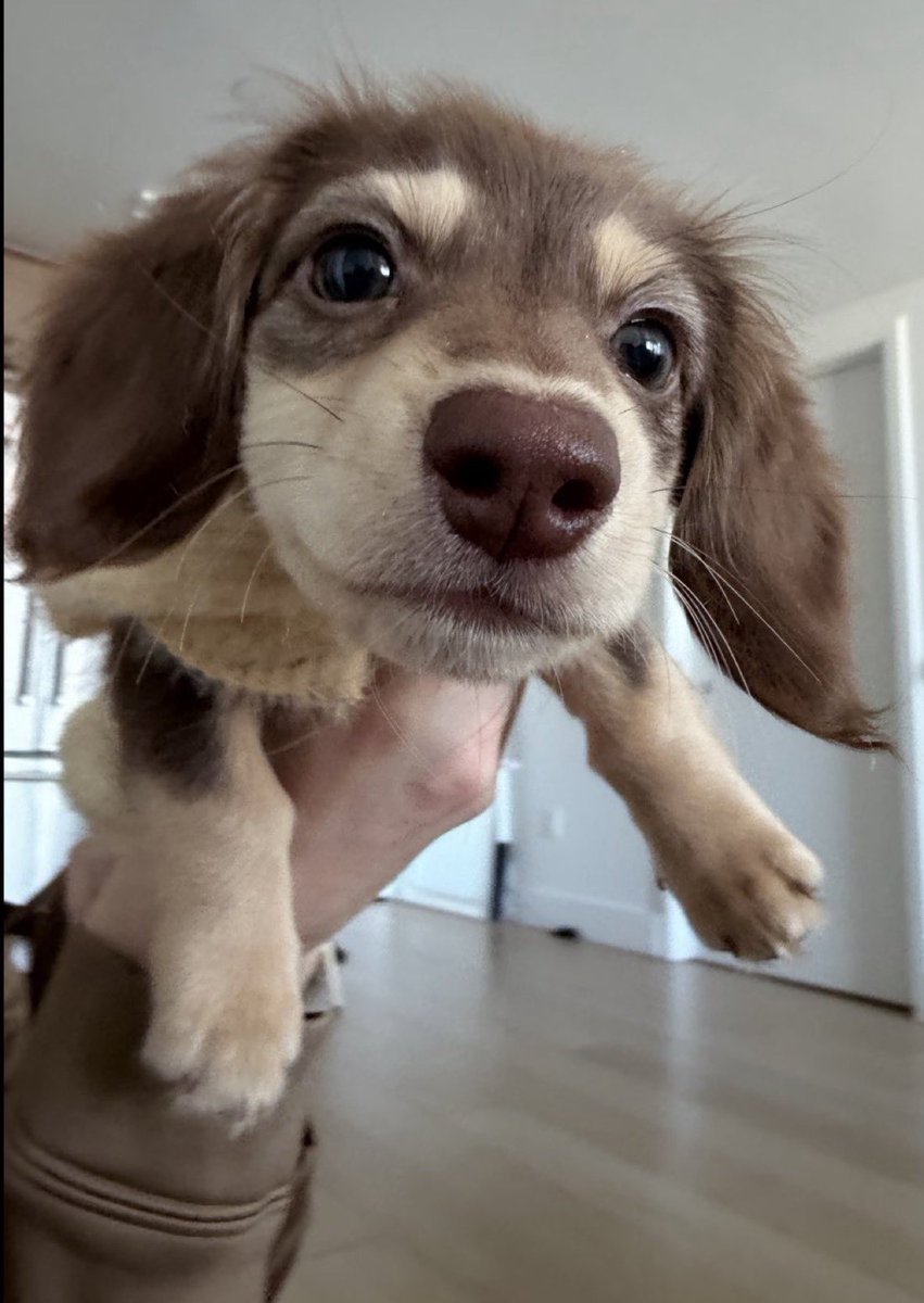 everything dogs 🐶 (@everythingdogss) on Twitter photo 