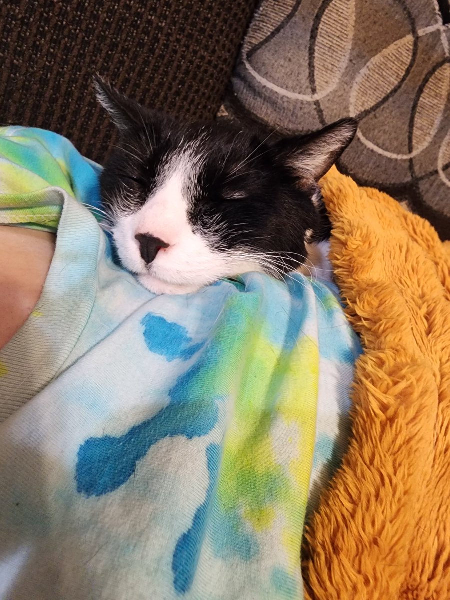 Alchamee | 2.0 Debut Incoming! tweet media