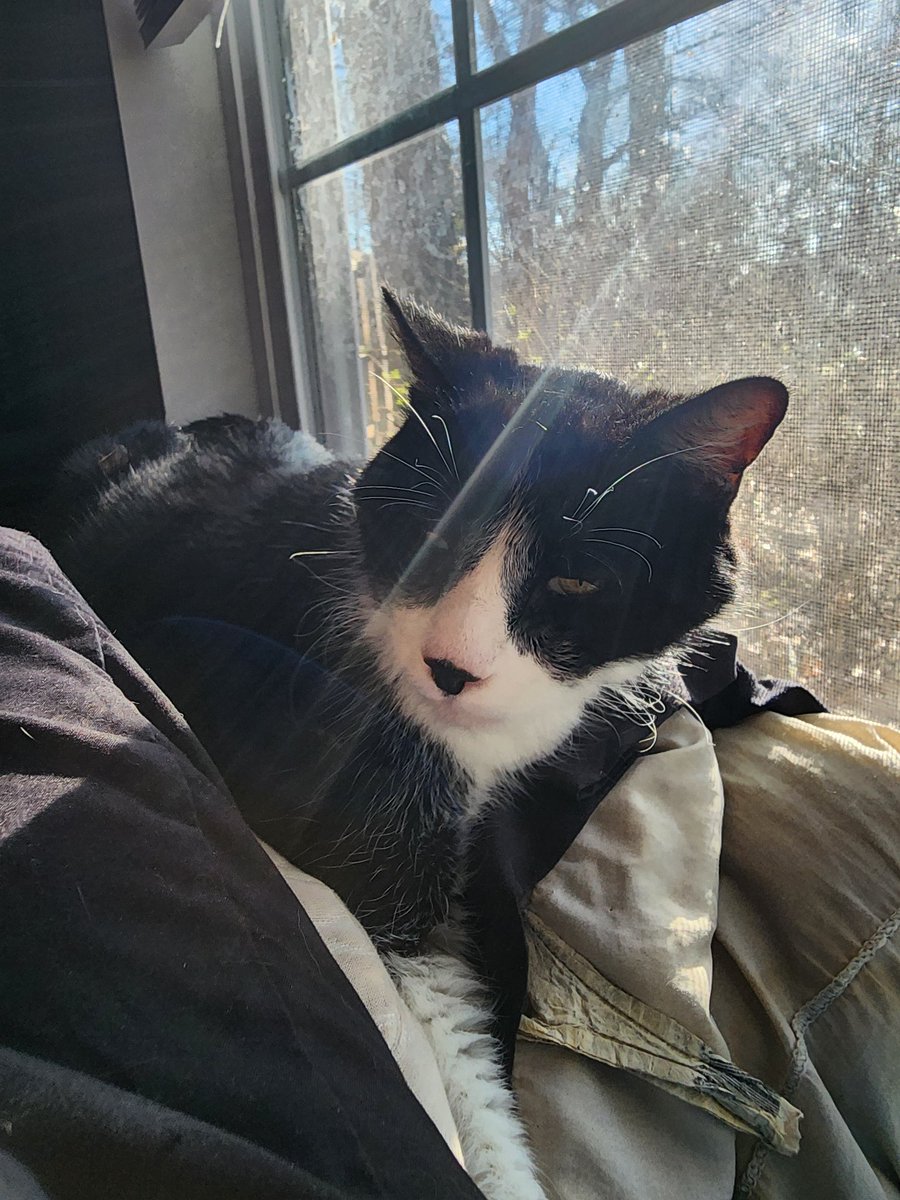 Alchamee | 2.0 Debut Incoming! tweet media