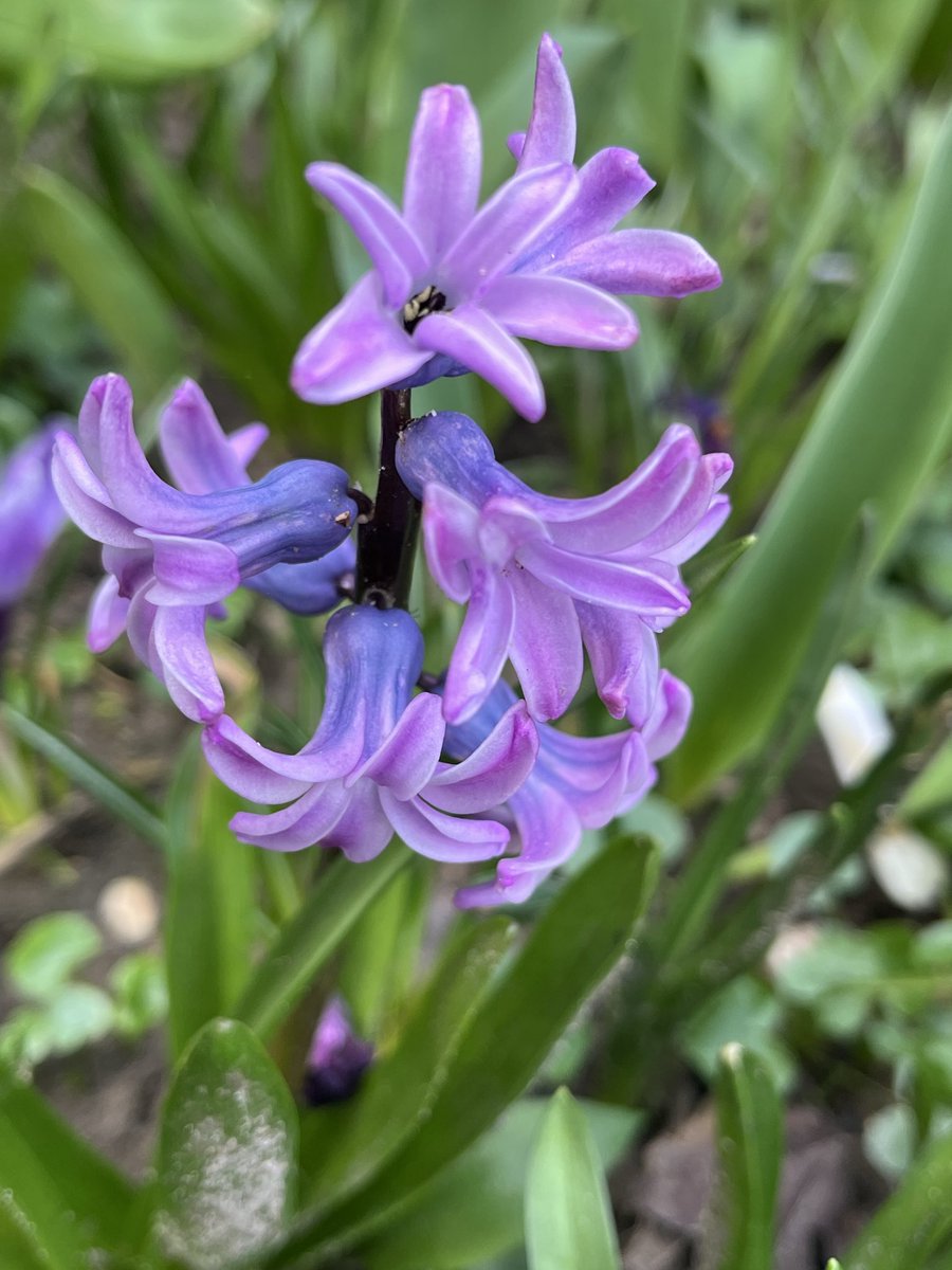 Qader Shafiq قادر شفيق Кадер Шафик tweet media