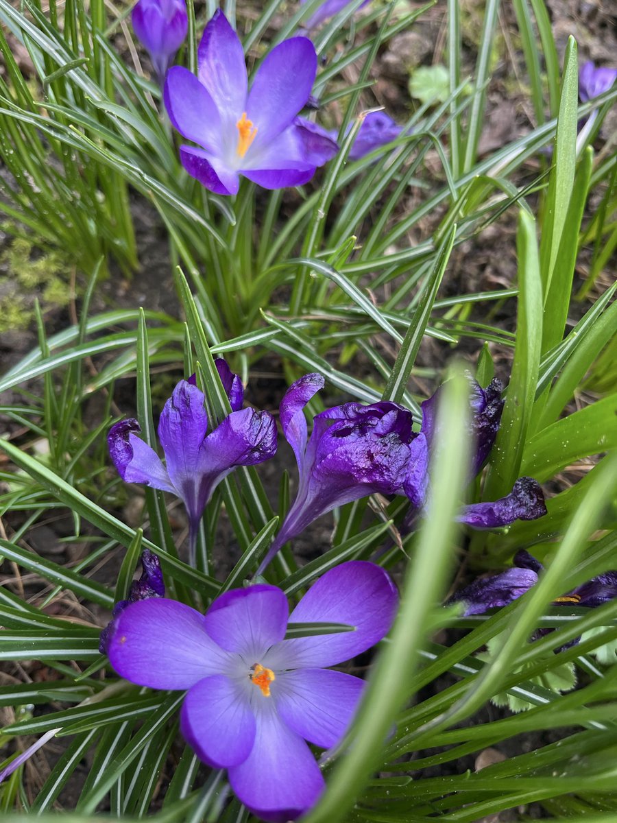 Qader Shafiq قادر شفيق Кадер Шафик tweet media