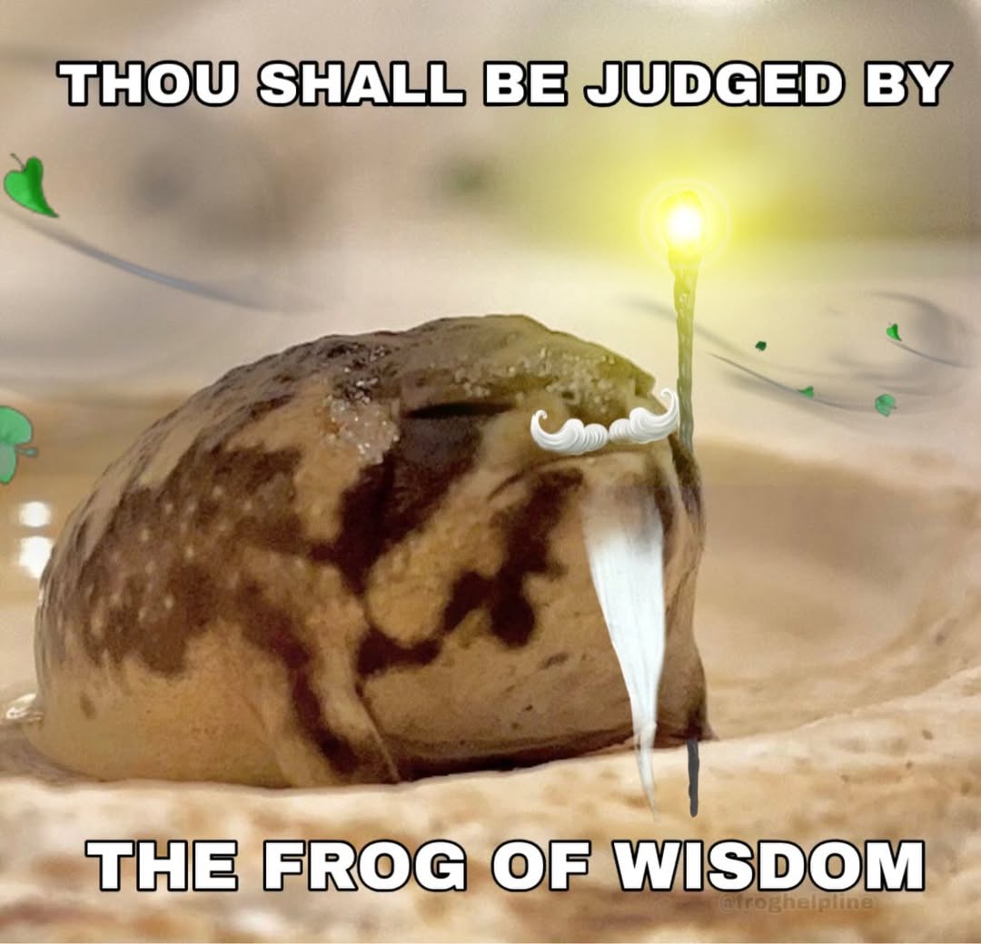 Frog lovers Club (@froglovers_club) / Posts / X