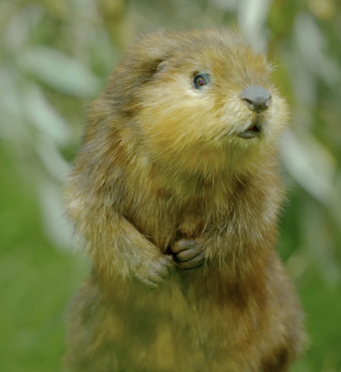 JohnDownerProd's tweet photo. @Pixar Our own Robotic 'Spy' Beaver from #SpyInTheWild is going to watch it tonight! He and we can't wait🦫 https://t.co/zqmtTYXb4o