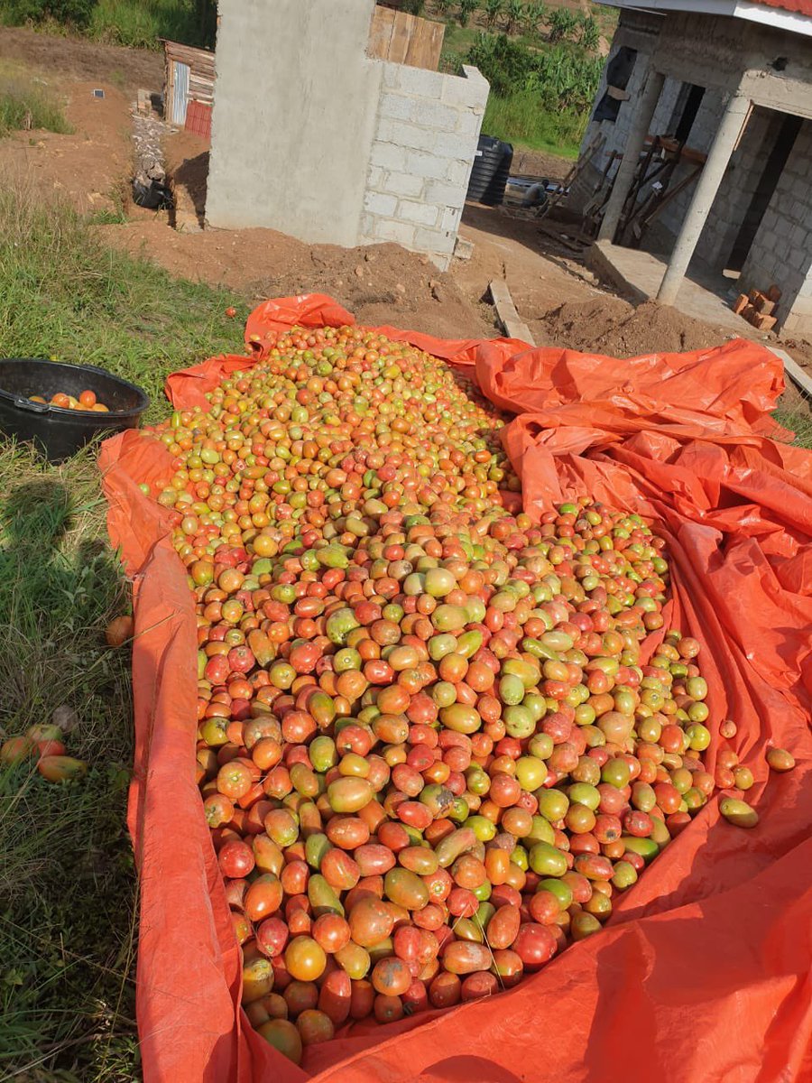 Kisfra1's tweet photo. Guys, a friend has given me a chance to look for market for these tomatoes 🍅 so that I earn a commission and pay back kwasa kwasa &amp; quick loan.

Currently 50basins are available &amp; each goes for 28k. 
Schools &amp; hotels are highly preferred since the tomatoes are many.  0757242726 https://t.co/KTisQrnCHX