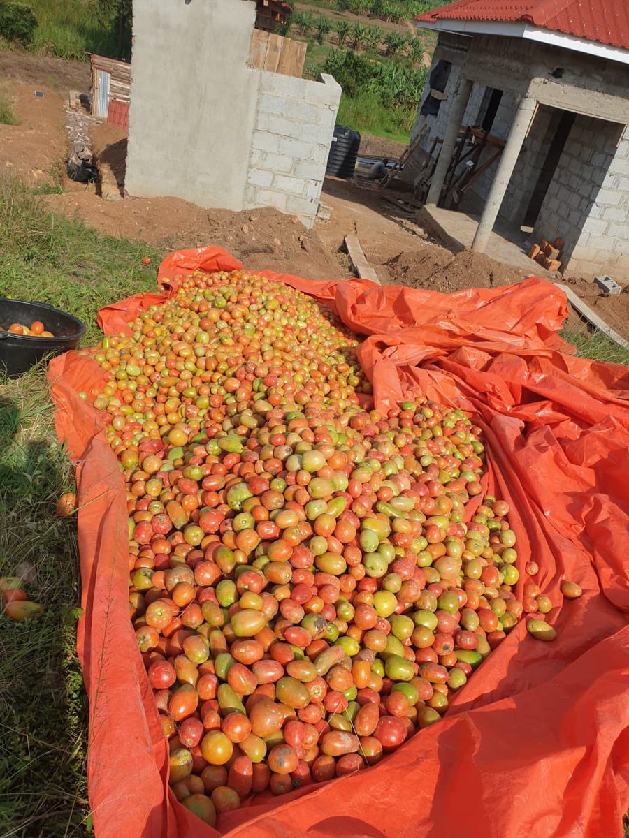 Guys, a friend has given me a chance to look for market for these tomatoes 🍅 so that I earn a commission and pay back kwasa kwasa &amp; quick loan.

Currently 50basins are available &amp; each goes for 28k. 
Schools &amp; hotels are highly preferred since the tomatoes are many.  0757242726