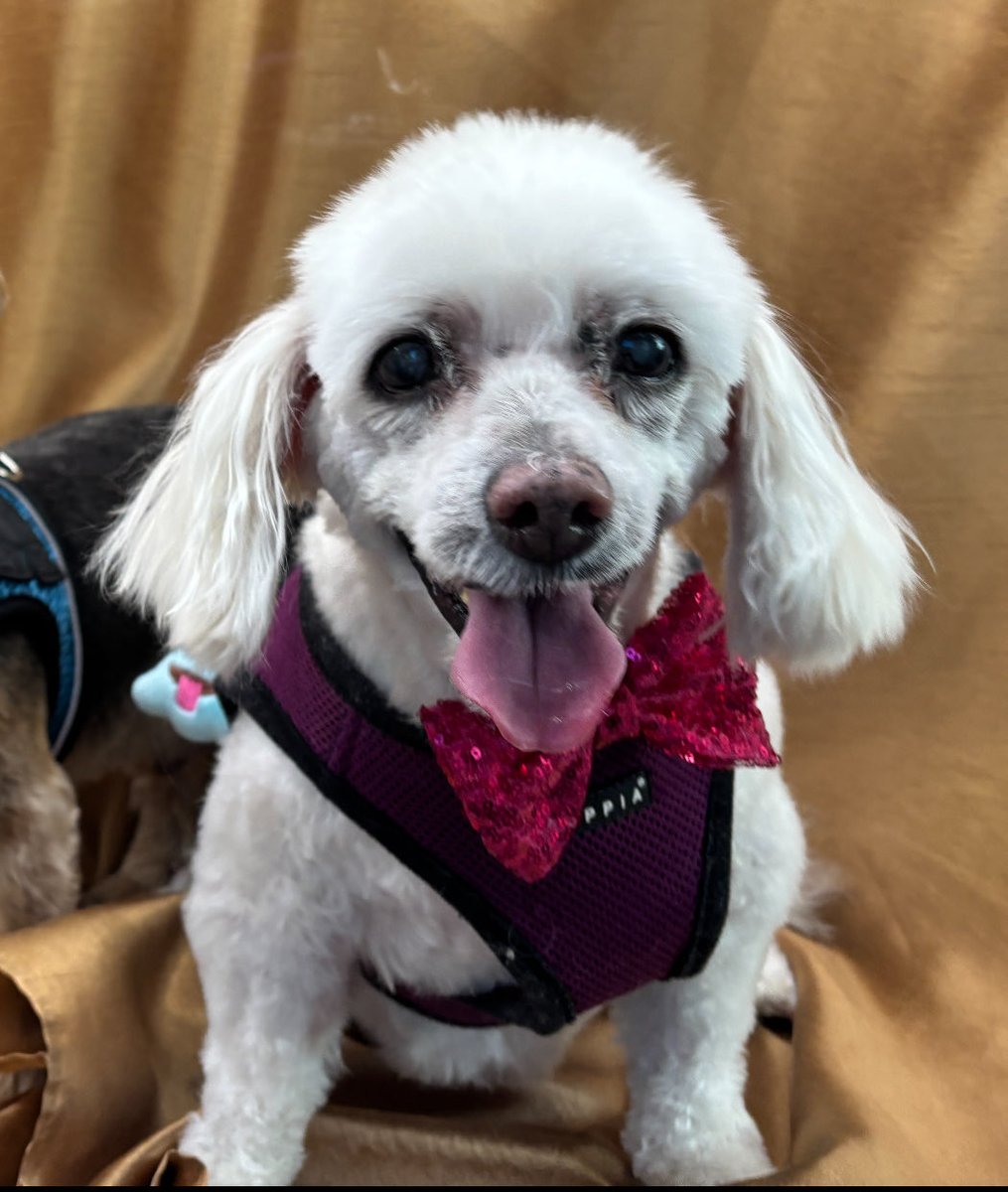 happy 17th birthday to our Sadie girl!🥳💕🐶