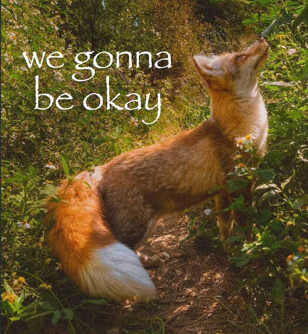 🍁 𝓣𝓱𝓮 𝓕𝓸𝔁 𝓛𝓲𝓯𝓮 🌾🦊 tweet media