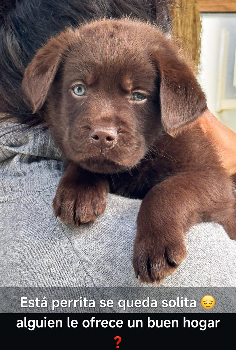 Esta perrita tan bonita busca una familia para compartir todo su AMOR,.. está en Cordoba 
Raza Labrador Retier

Se agredece RT