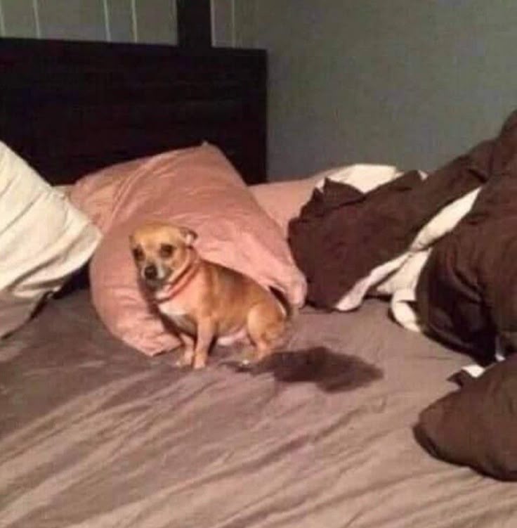 ‍ ‍‍ ‍‍ ‍‍ℳ𝚆𝙰𝙷 ‍‍ ‍‍ ‍‍ ‍‍.ᐟ‍ ‍‍ ‍‍ ‍‍ tweet media