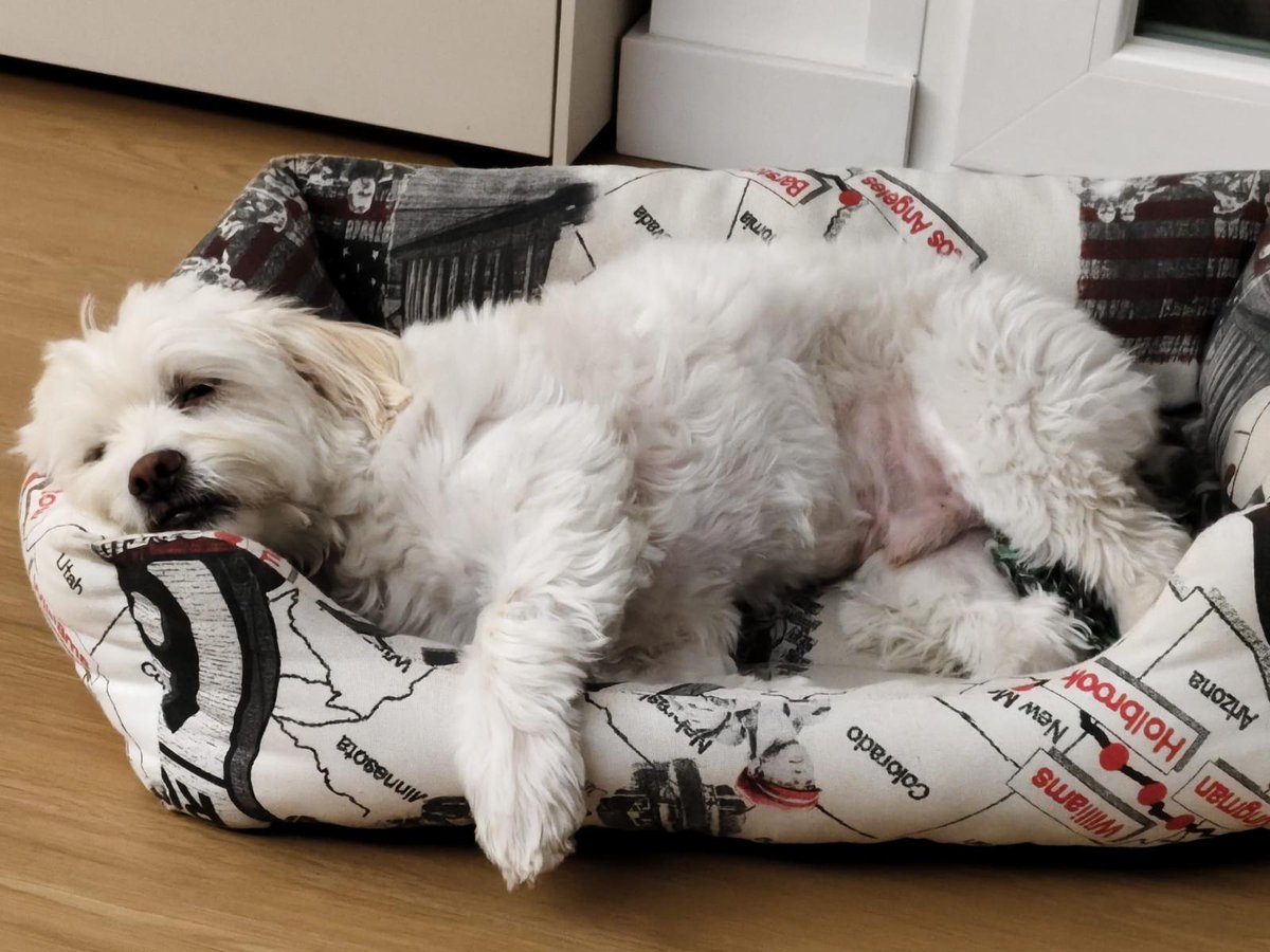 EL AMPARO DEL SUR tweet media