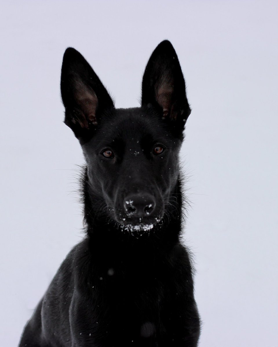 WolfumsTheGreat tweet media