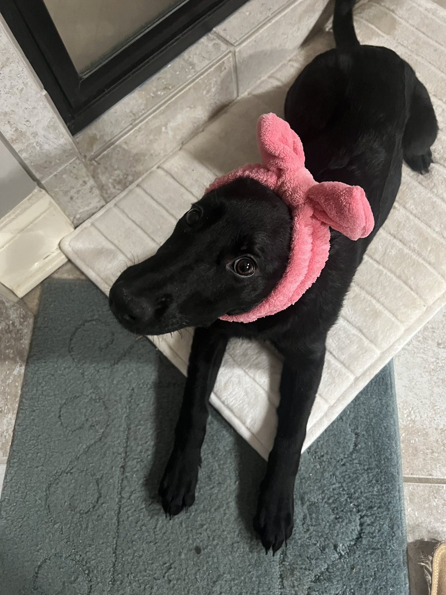 WolfumsTheGreat tweet media