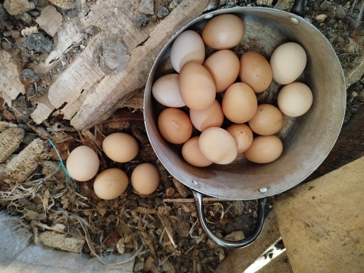 Oyeniran Michael tweet media