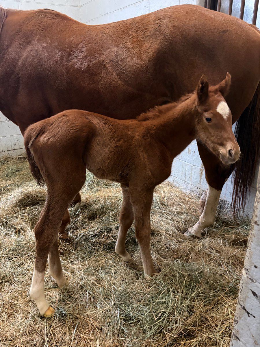 GVG Genetics tweet media