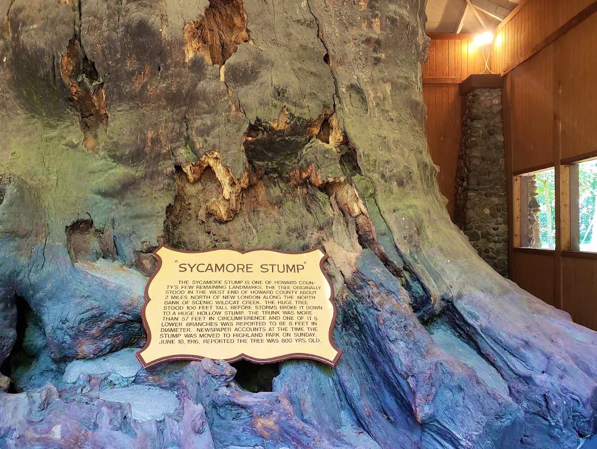 MoundLore's tweet photo. I stopped in Highland Park in Kokomo today and ran into one of the strangest pairings in Indiana.

A 21-ton sycamore stump.

And the preserved remains of what was once called the largest steer in the world.

Both sitting quietly in the same park.

The stump hits you first. It looks almost prehistoric… hollow, twisted, big enough that people once stood inside the trunk like a small wooden room.

This wasn’t a display originally. It was a real American sycamore that grew along Wildcat Creek long before Kokomo was much of a town.

When locals measured the stump, the numbers sounded unbelievable:

• about 57 feet around  
• roughly 18 feet across

Some early accounts claimed the tree may have started growing hundreds of years before the town existed.

When the giant finally fell in the early 1900s, Kokomo didn’t cut it up.
They decided to move it.

In 1916, crowds lined the roads as a 35-horsepower Rumley tractor slowly dragged the hollow trunk several miles into town.

The stump weighed around 21 tons.
People treated it like a curiosity from the moment it arrived. For years visitors climbed inside the trunk. At one point someone even installed a telephone booth inside the tree.

Then right next to the stump you run into the second giant.
A steer named Old Ben.

Born in 1902 in Howard County, Old Ben grew far beyond the size of normal cattle.

By adulthood he weighed roughly 4,720 pounds. Nearly three times the weight of an ordinary steer. Farmers and fairgoers came from across the Midwest just to see him.

When Old Ben died in 1910, the town preserved him too.

Today his skeleton and mounted hide sit only a short walk from the giant sycamore stump.

A tree that started growing centuries ago. And a steer so massive people refused to forget him.

This was cool for me. 
Two enormous curiosities sitting quietly in the same Indiana park saved simply because the town knew they’d probably never see anything like them again.