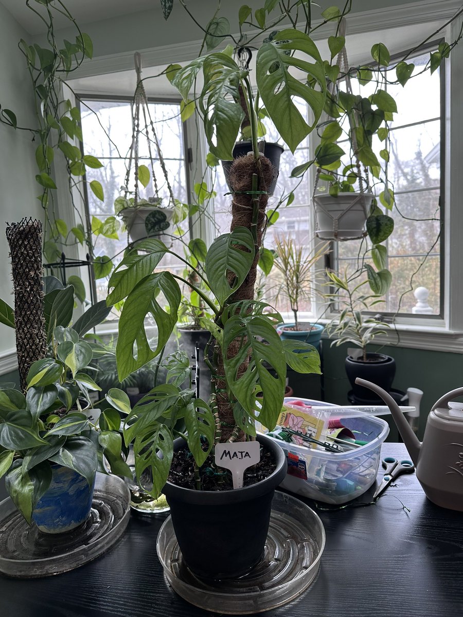nameyourplants's tweet photo. Maja’s winter was quite healthy, and her 4 propagated points have taken hold nicely.  It’s Planterday. https://t.co/psbBryQVD7