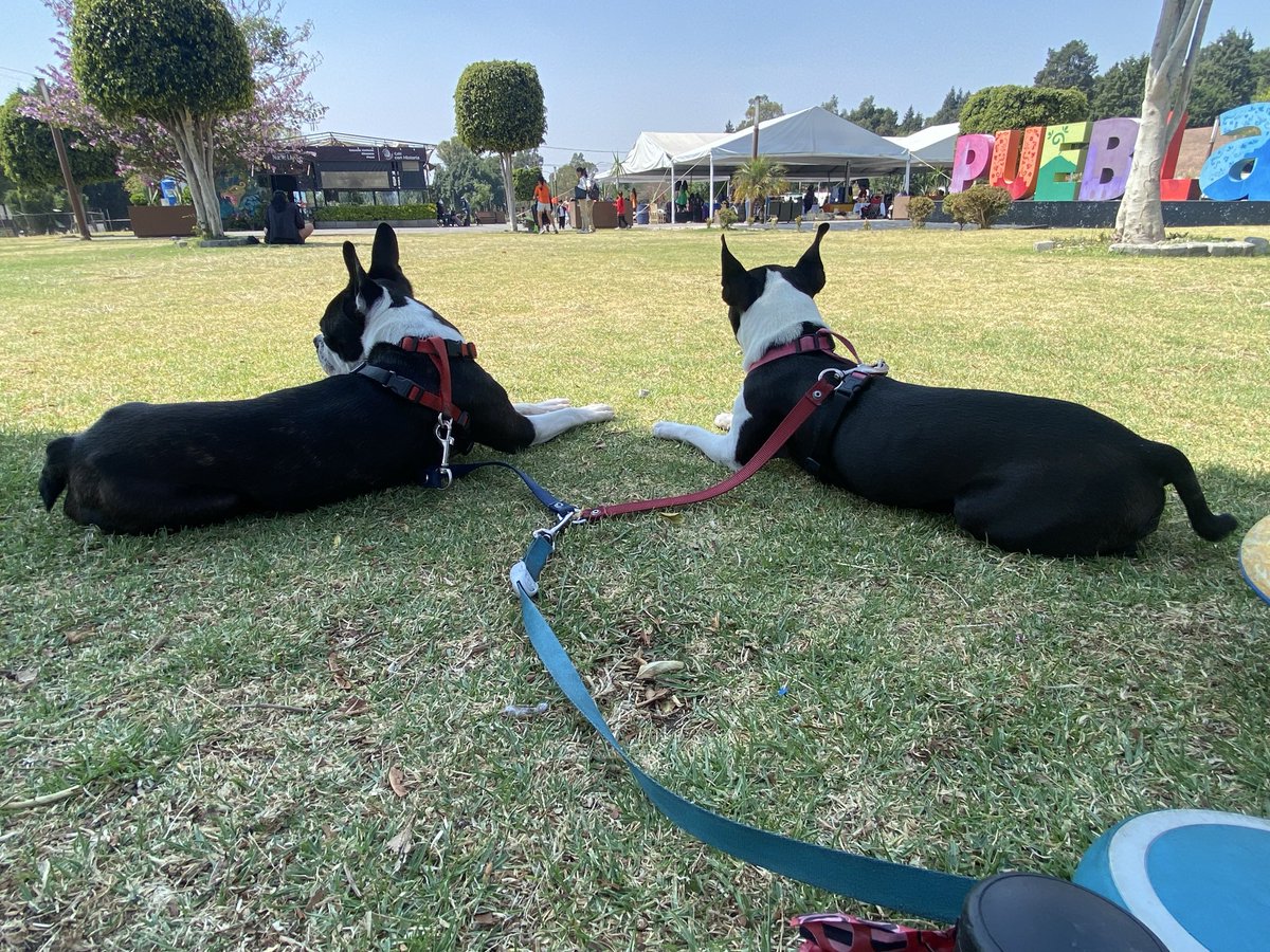 Andres Rojas tweet media