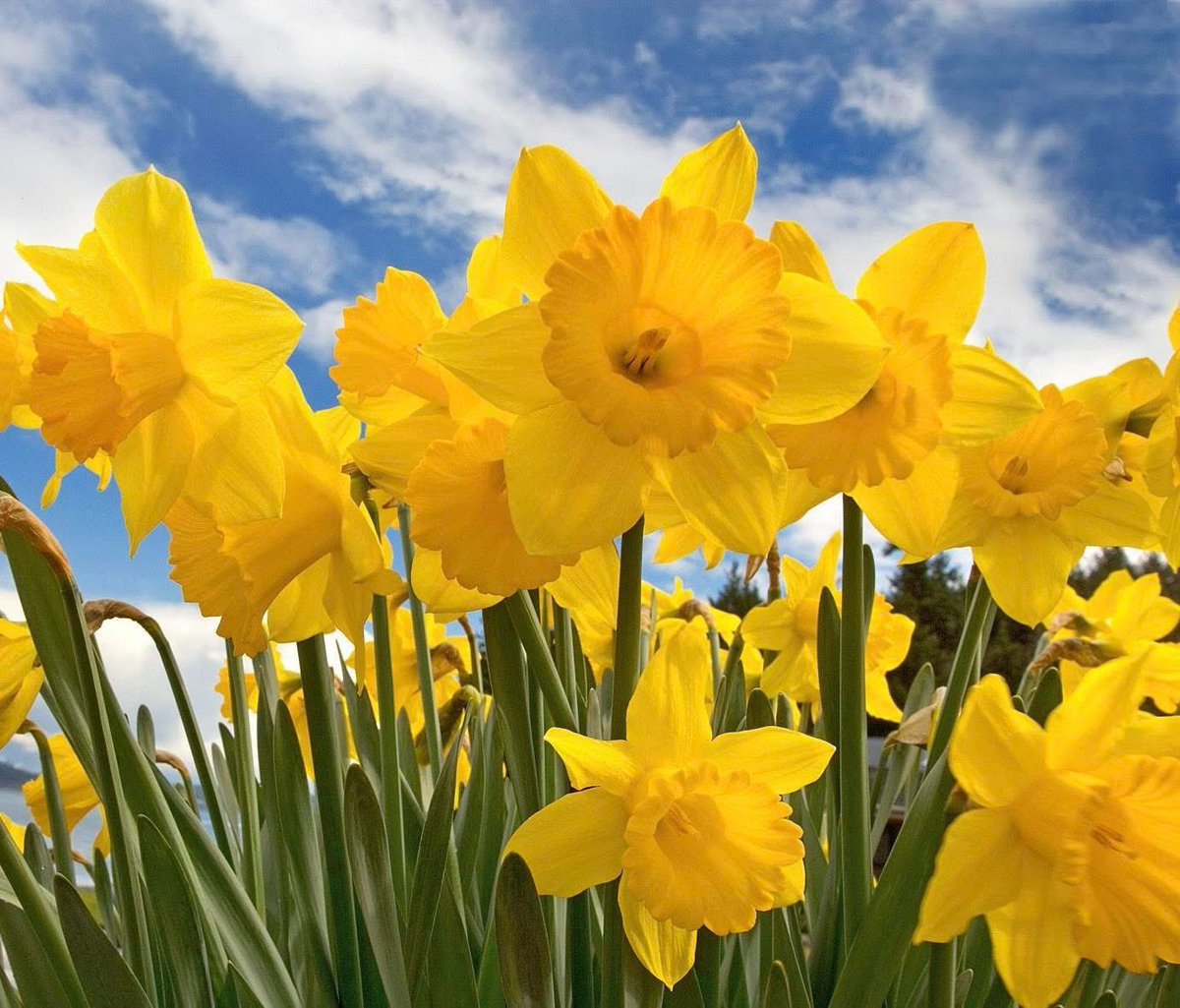 York Anglican Church tweet media