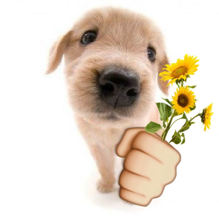 flower puppy tweet media