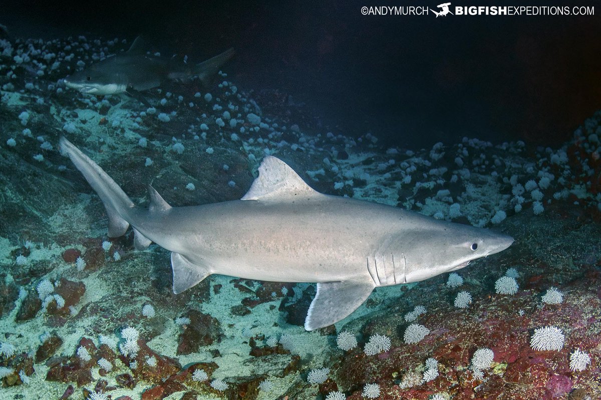 Big Fish Expeditions tweet media