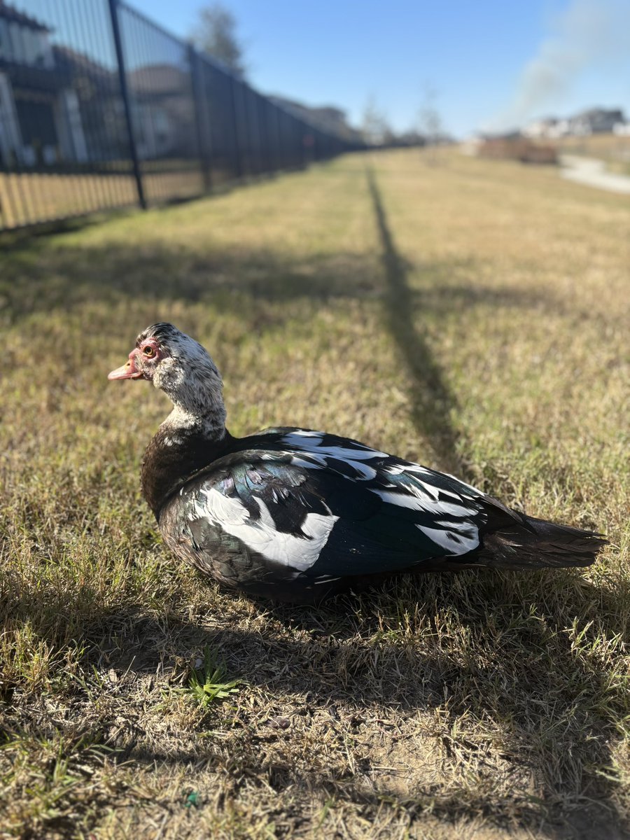 ISR4_H's tweet photo. @prtygal777 the same duck has been visiting our backyard for about a month now. he doesn’t even beg for food like that. he just wants to vibe and get pets✨✨🦆 https://t.co/2CSS7O0UOD