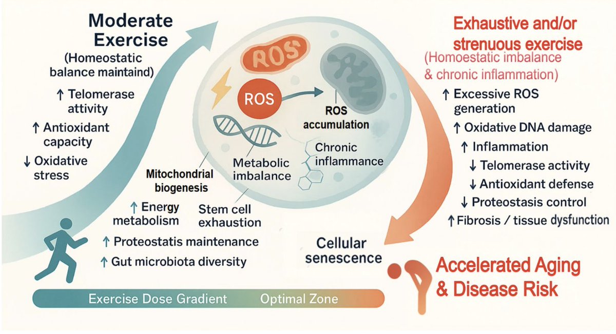 🏃‍♂️💥 ¿Más ejercicio 🟰 más salud?

🆕Meta-análisis sugiere que el ejercicio muy intenso o sin suficiente recuperación puede acelerar procesos relacionados con el envejecimiento:

🧬telómeros más cortos
🔥más inflamación
⚡más daño oxidativo en el ADN

link.springer.com/article/10.100…