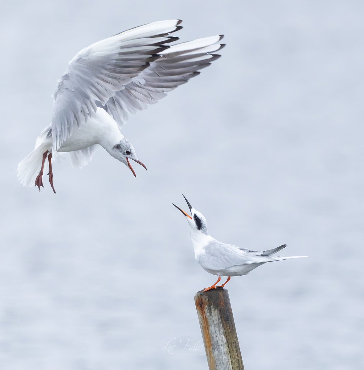 Lee Fuller tweet media