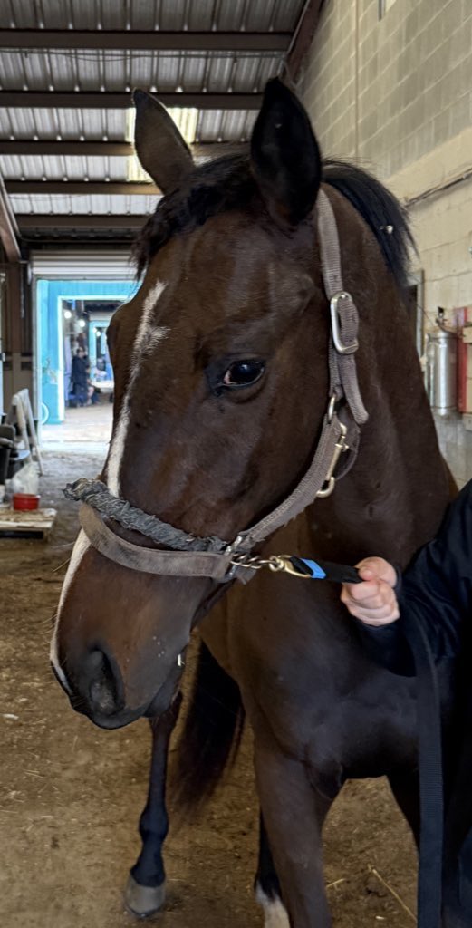 PiratesPromise1's tweet photo. Good people in racing make all the difference.
So far in 2026:
🏇 4 Pirates’ Promise horses placed into loving homes
🏇 3 more retired safely into the program today
Thank you to the owners and trainers who trust us to help give these horses the next chapter they deserve. https://t.co/1zGDs4nr0O