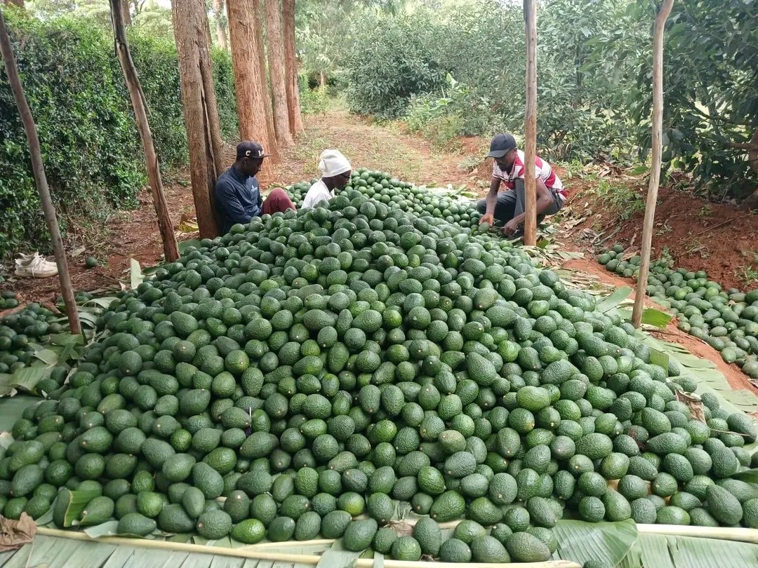Avocado trees grow best in warm climates and can start producing fruits in a few years with proper care.