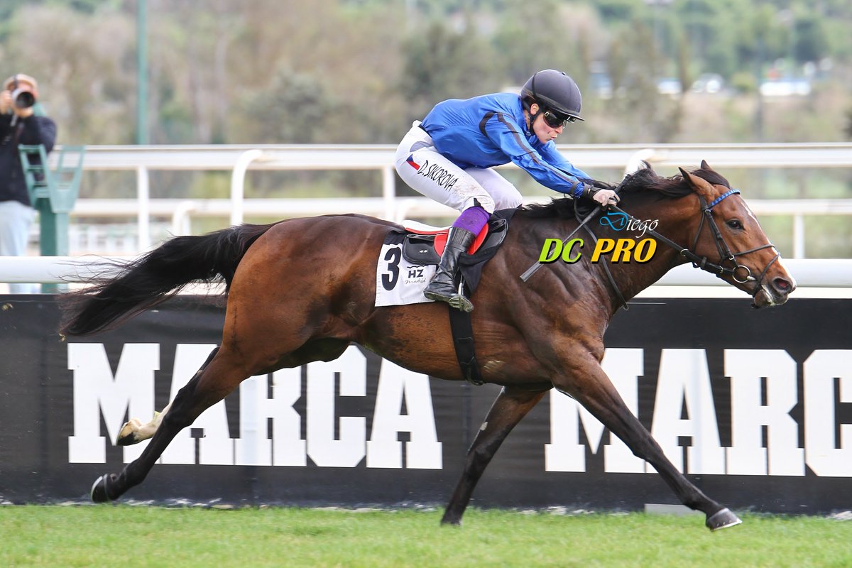 DC PRO 🐎 tweet media