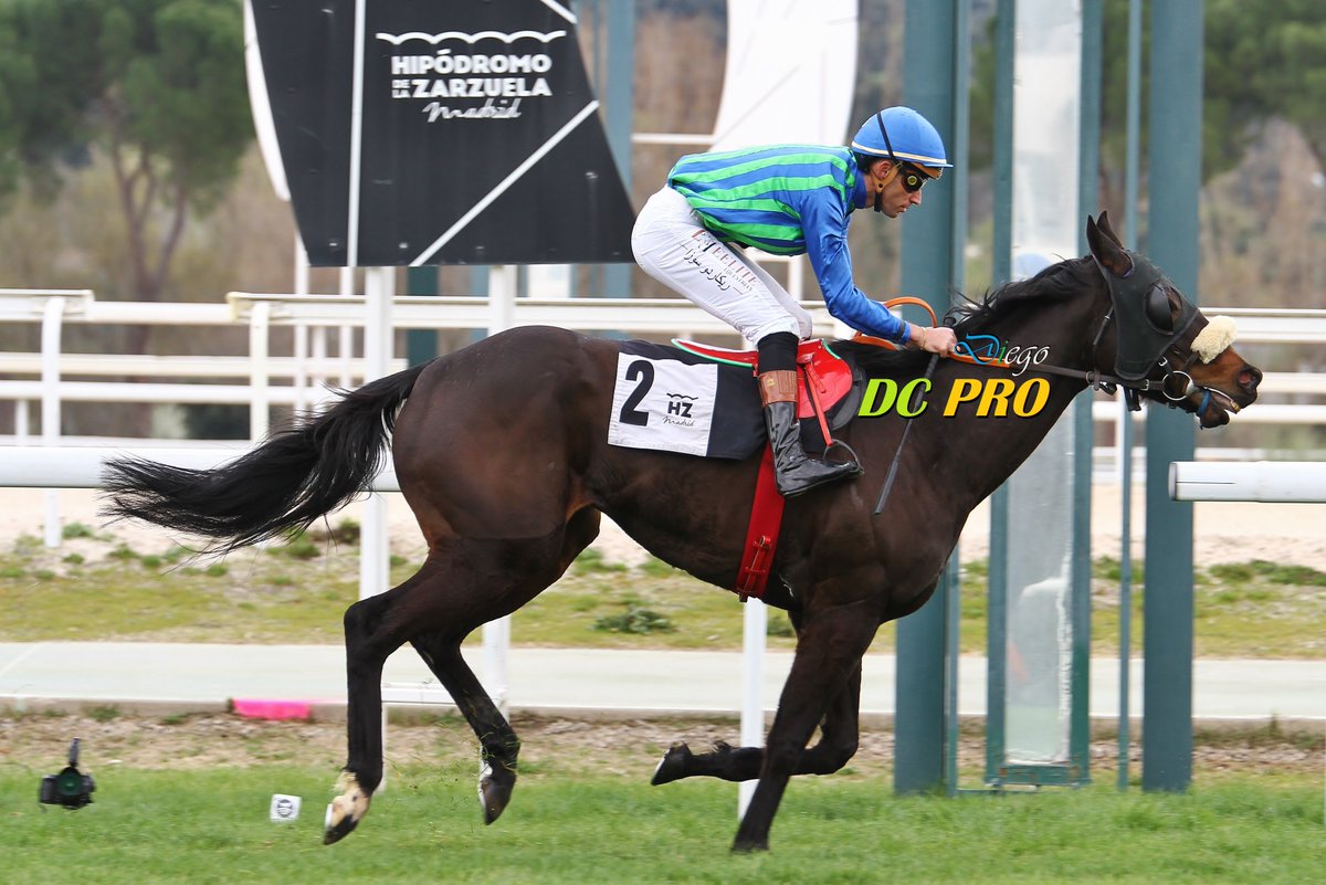DC PRO 🐎 tweet media