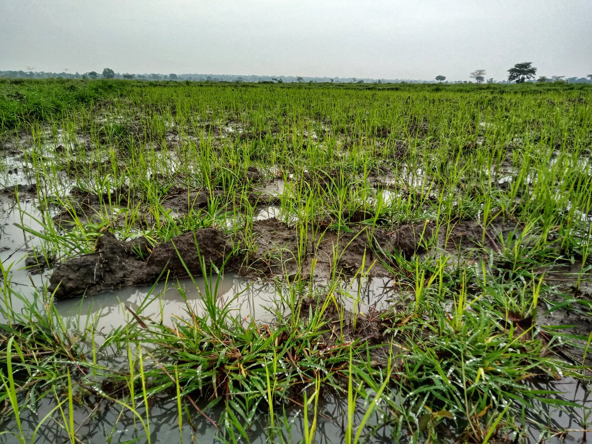 𝐌𝐚𝐳𝐢𝐤𝐮 𝐀𝐆𝐑𝐈𝐂 🇹🇿 tweet media