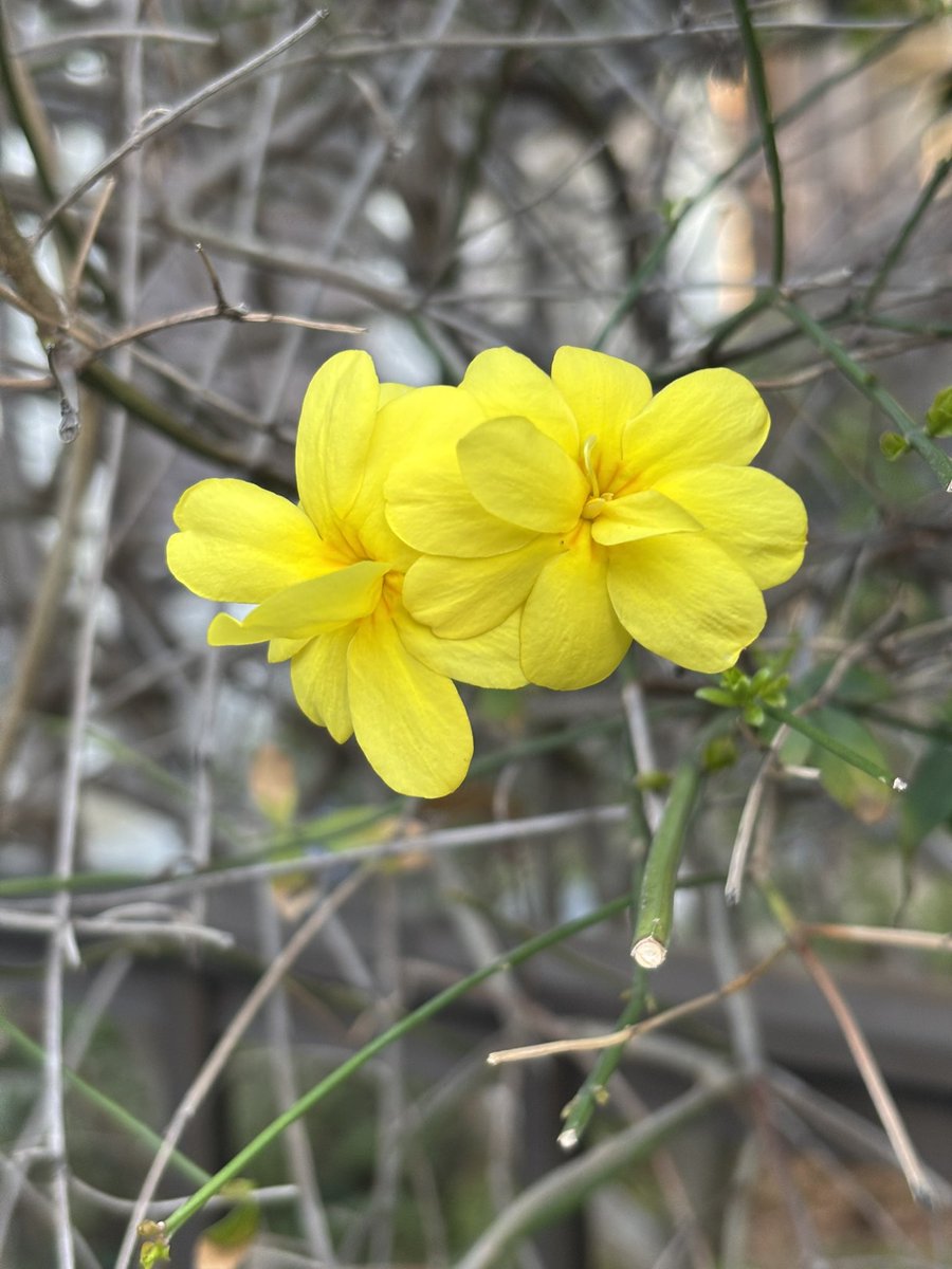 清水のぶ子 tweet media