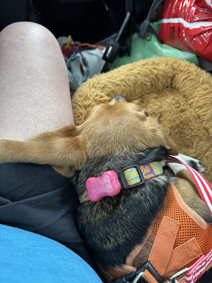 Piper 🌈 and Pumpkin 🐾 tweet media