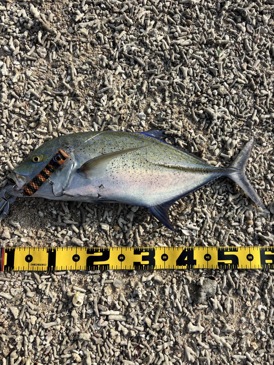 furuko0425's tweet photo. 美しい魚。カスミアジ。
感謝。 https://t.co/YyWrkkDXWy