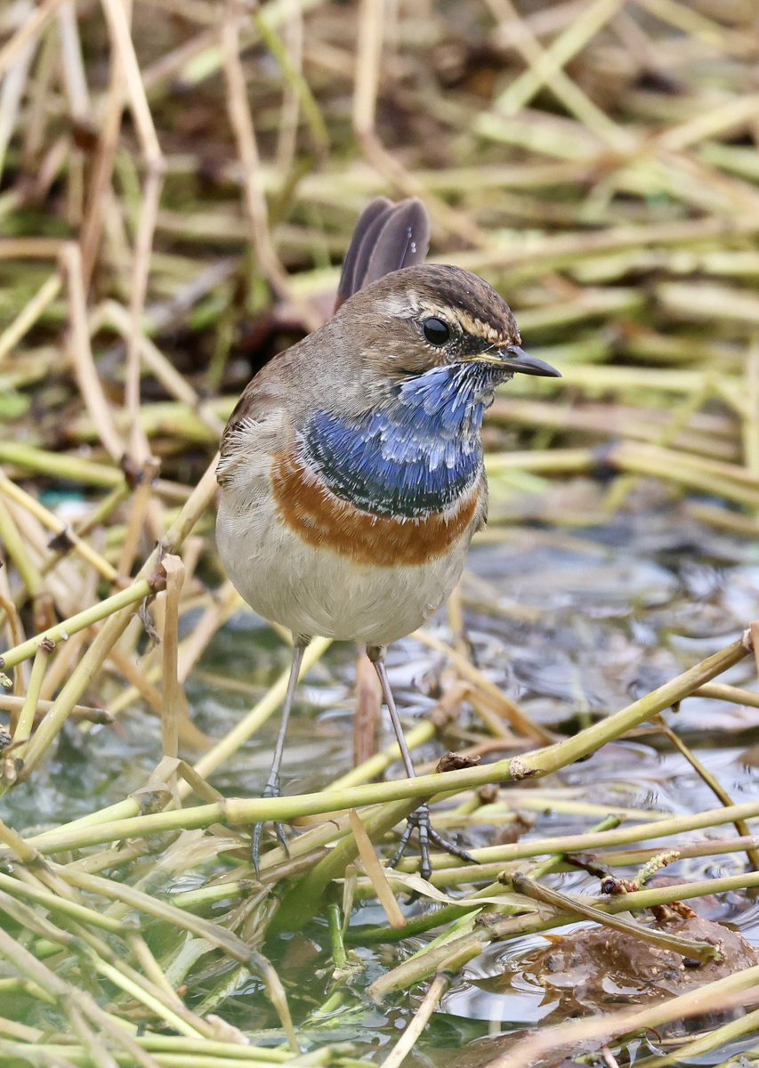 mark@birdingpinoso tweet media