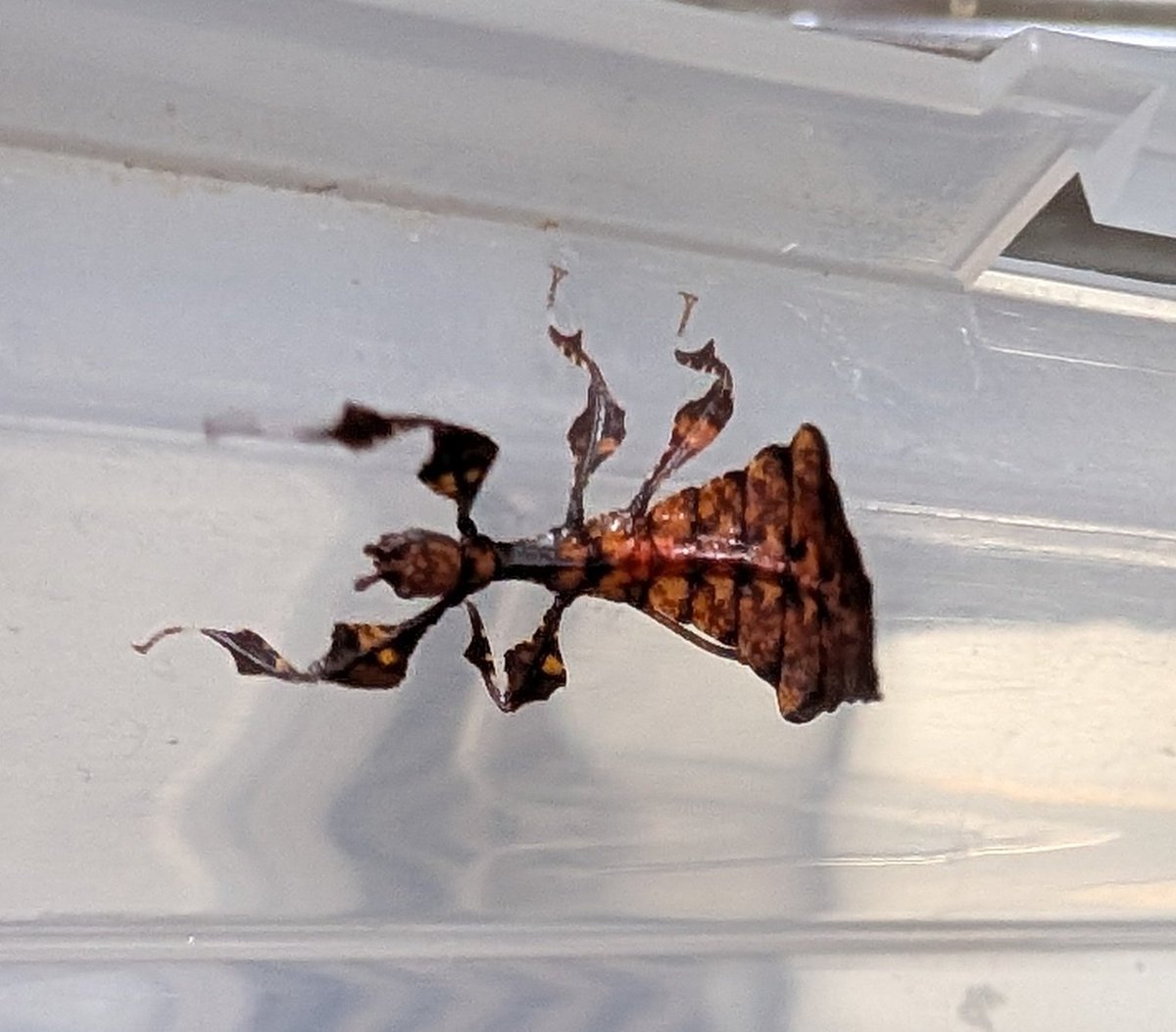 RIKU-蟲 tweet media