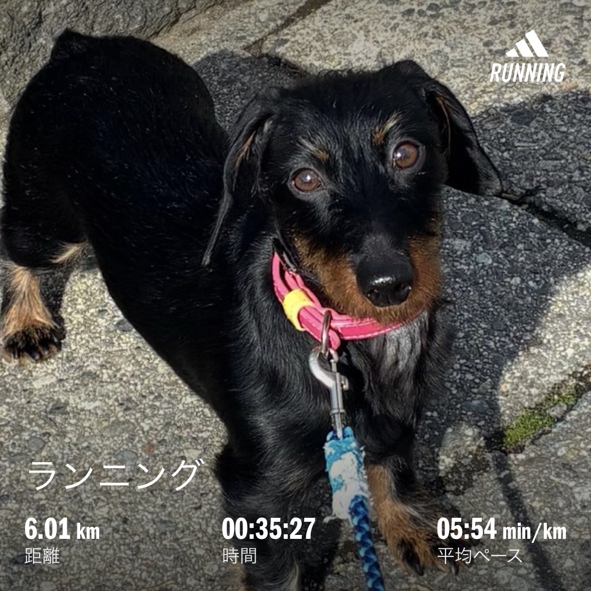 manmaru0703's tweet photo. 今日の外ラン☃️
雪降ってたのに外ランでした😂
寒すぎて6キロ🏃♀️
3月なのに雪降るって😂
#今日のラン #今日の朝ラン #ランニング女子 #ランニング初心者 #ルームランナー #tempofitness #RUNSHOT #inゼリーランコレ #外ラン https://t.co/MF05tlt5eo
