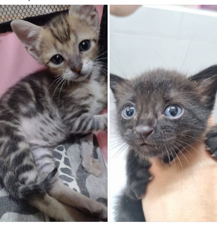 Somos Valentino y Frijolito de 45 días juegamos juntos, mientras buscamos una familia para adopcion responsable ❤️ para toda la vida ! Mandá mensaje al 11 4081-5559. Zona CABA 
Se entrega en el domicilio del adoptante si cumplen los requisitos de adopción