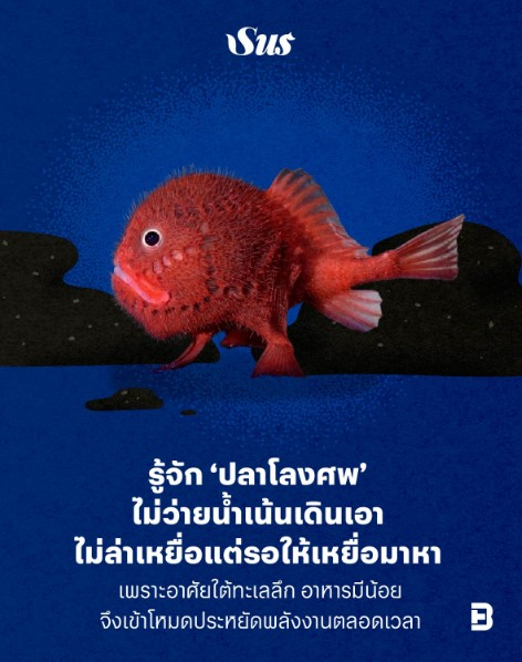 Pixiang Meiyin tweet media