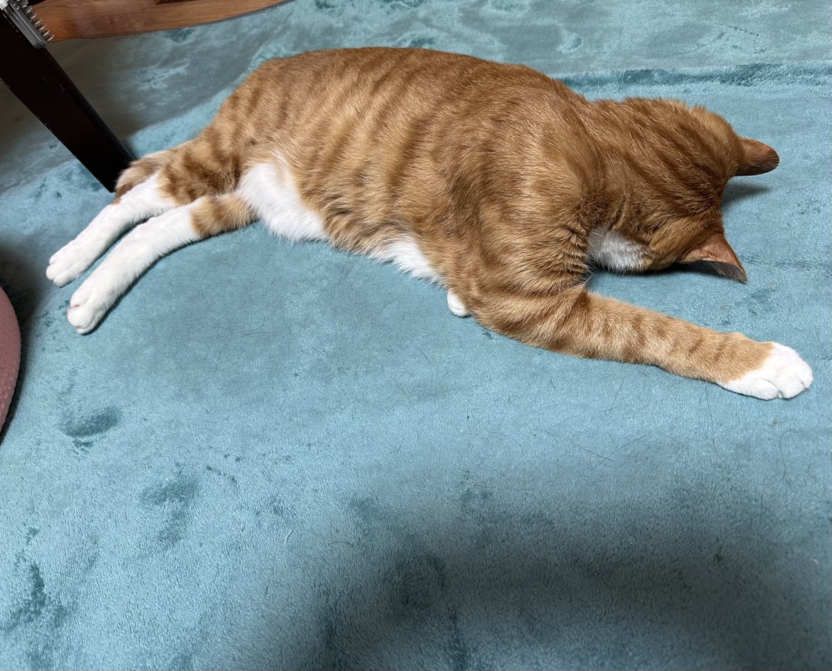 さんぬこさん tweet media