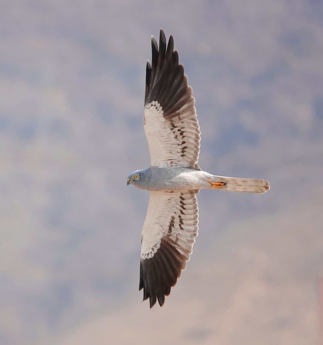 Long Nab Birder tweet media