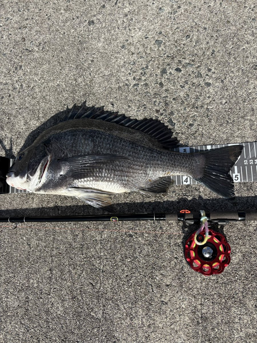 3s_fe's tweet photo. 今日は午後から
寒い中何とか１匹🎣🐟👍 https://t.co/b1KeGKyKVd