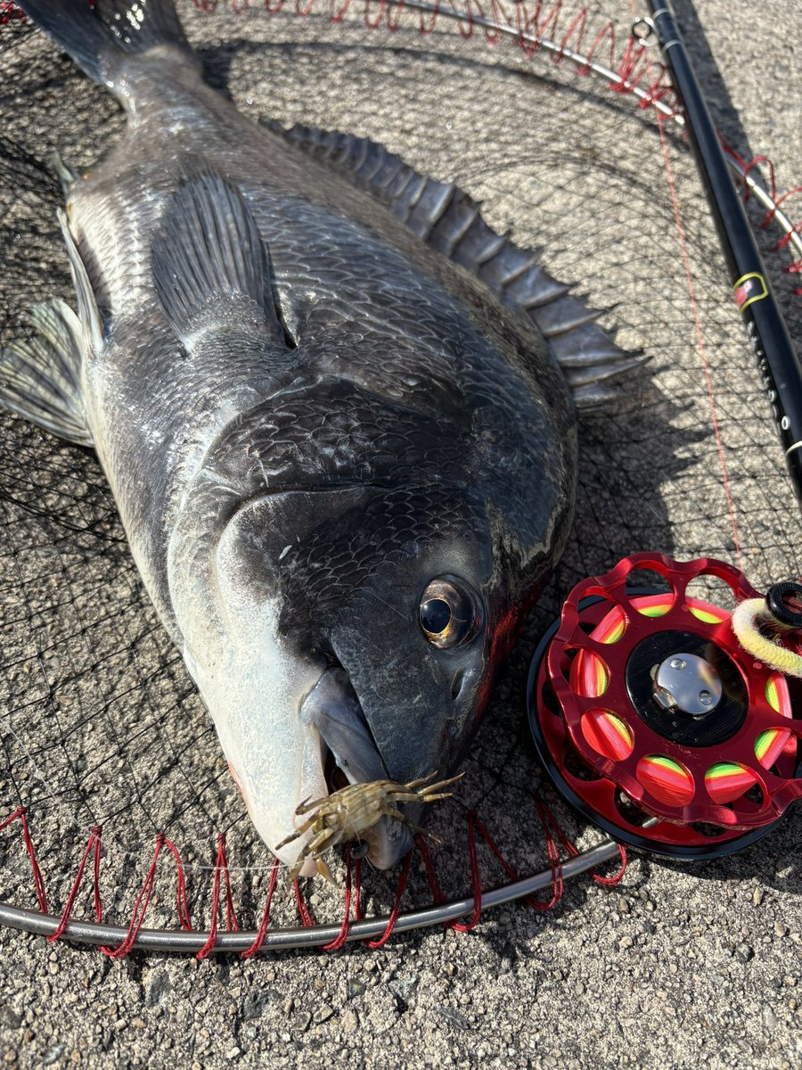 3s_fe's tweet photo. 今日は午後から
寒い中何とか１匹🎣🐟👍 https://t.co/b1KeGKyKVd