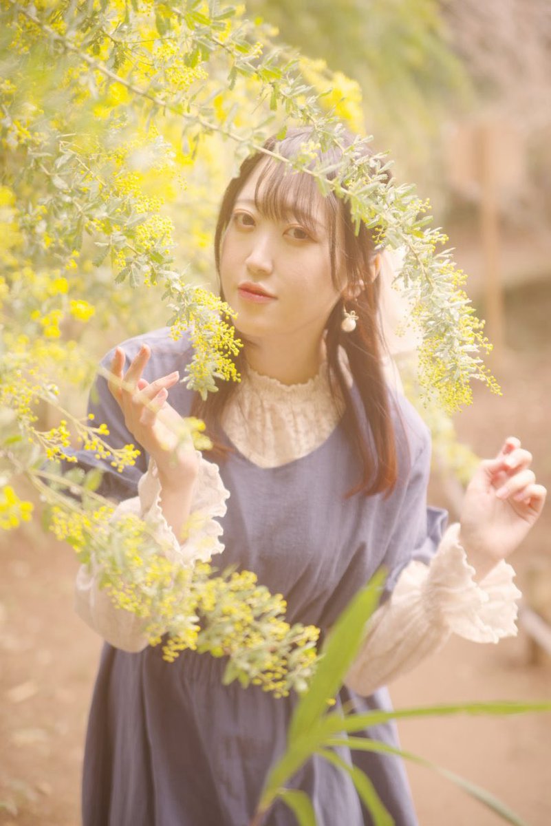 amo_air1201's tweet photo. 💛

📸がんぽさん@easterngumpo

 #ミモザの日 https://t.co/YsAcvzvIMt