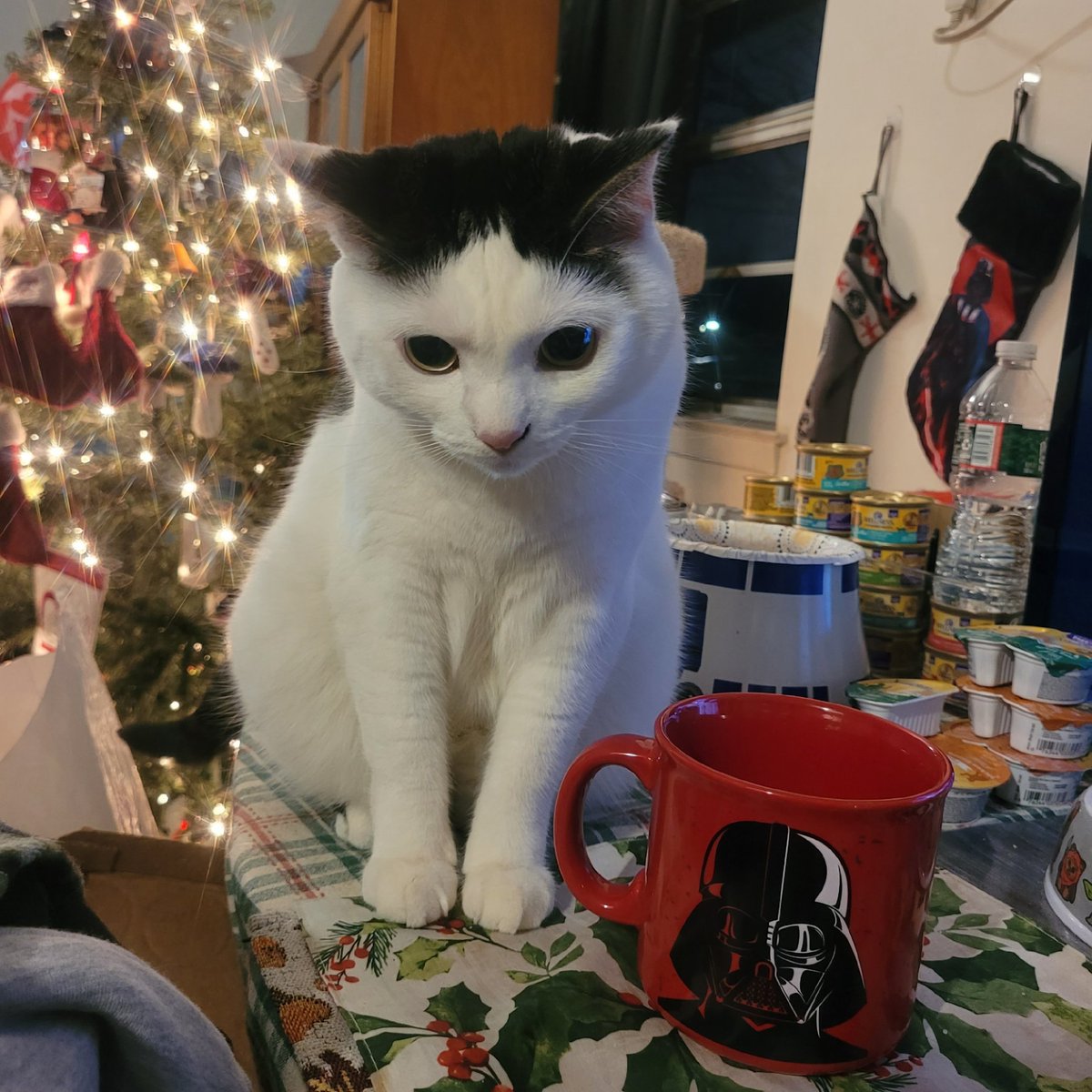 🌈Cheezeburger🌈Mr. Jingles🌈TonyCat🌈Cheeseburger tweet media