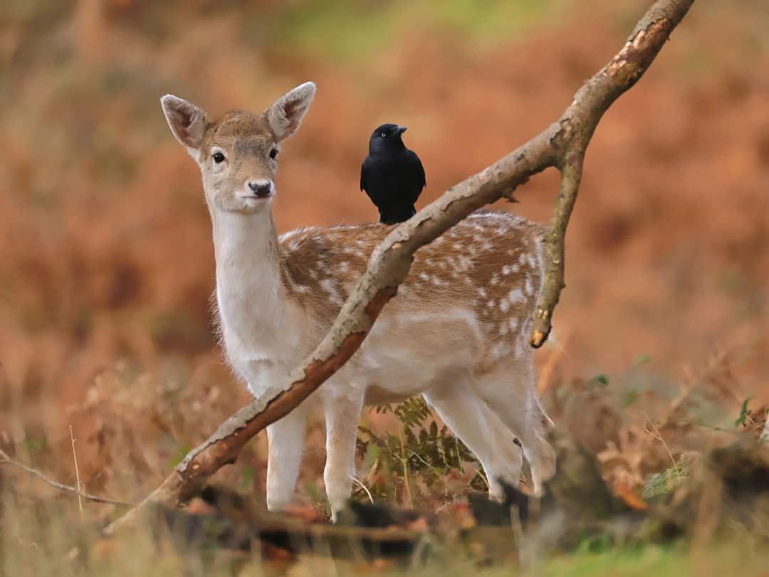 deer encounters 🦌 tweet media