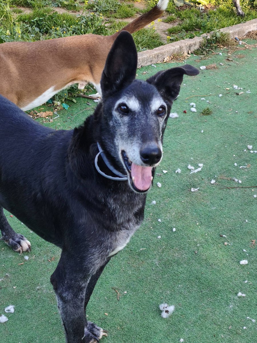 SosAbuelos1's tweet photo. #SEVILLA
#PITU tiene 11 años y lleva cuatro esperando en la prote... 😔

Tranquila y muy noble, se porta de maravilla y disfruta de la calma con su familia. Pero también tiene su lado juguetón🐕.

 Convive con más perros, pero no juega con ellos y no es apta con gatos.

Después de tanto tiempo esperando, necesita y merece un hogar definitivo y alguien que la quiera para siempre.

Buscamos una familia tranquila que quiera darle todo lo que la vida aún le tiene preparado 💛 

Puede viajar.

Contacto: WhatsApp 636 48 95 78 // protectoradoggy@gmail.com