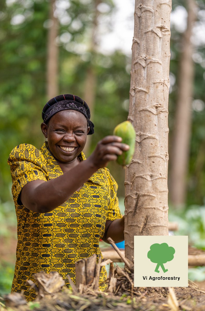 Vi Agroforestry tweet media