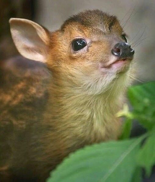 deer encounters 🦌 tweet media